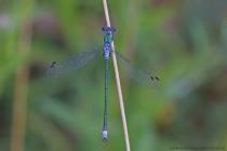 Gemeine Binsenjungfer